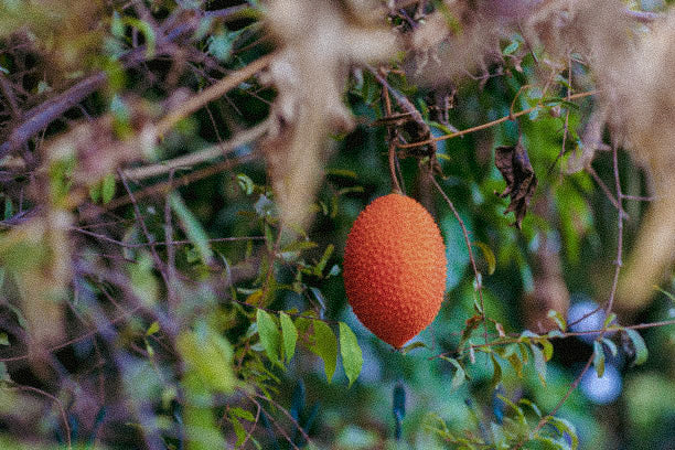 Gâc, the mother of all superfruits