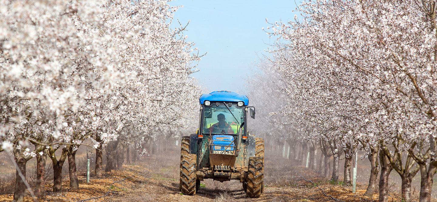 Almond Oil | Pinoso, Spain