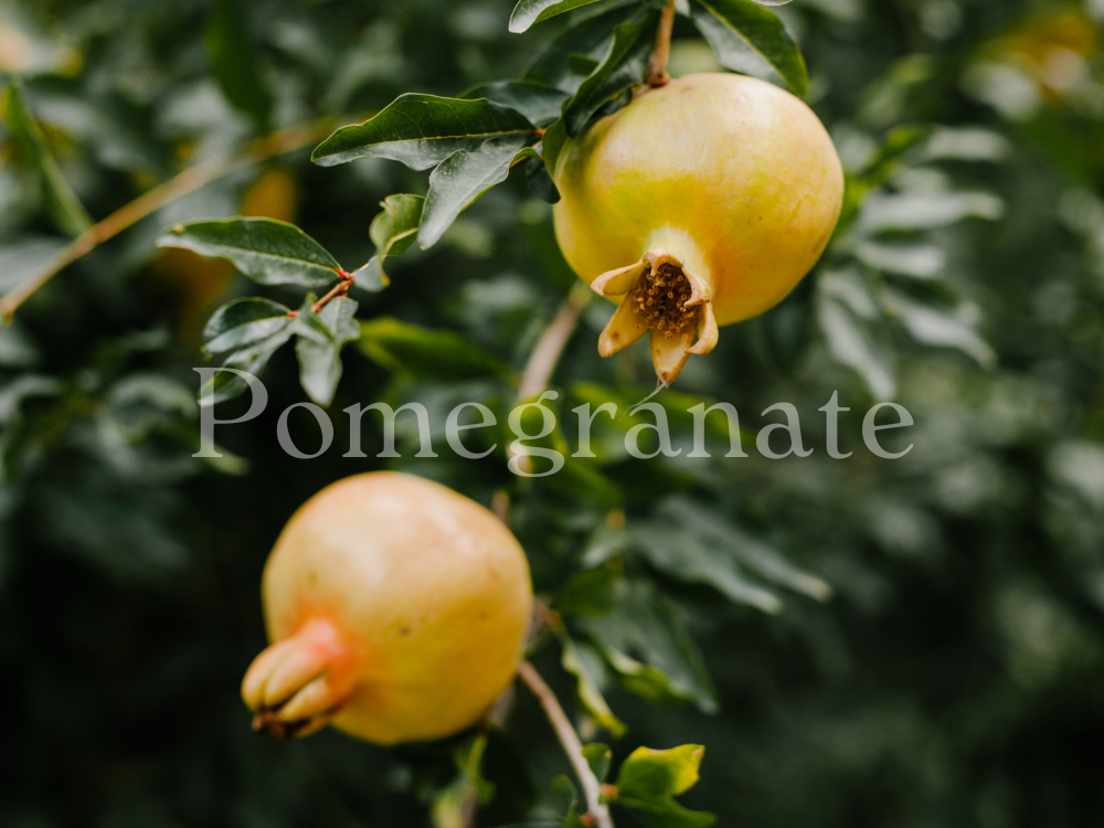 Pomegranate Key Ingredient Saucha