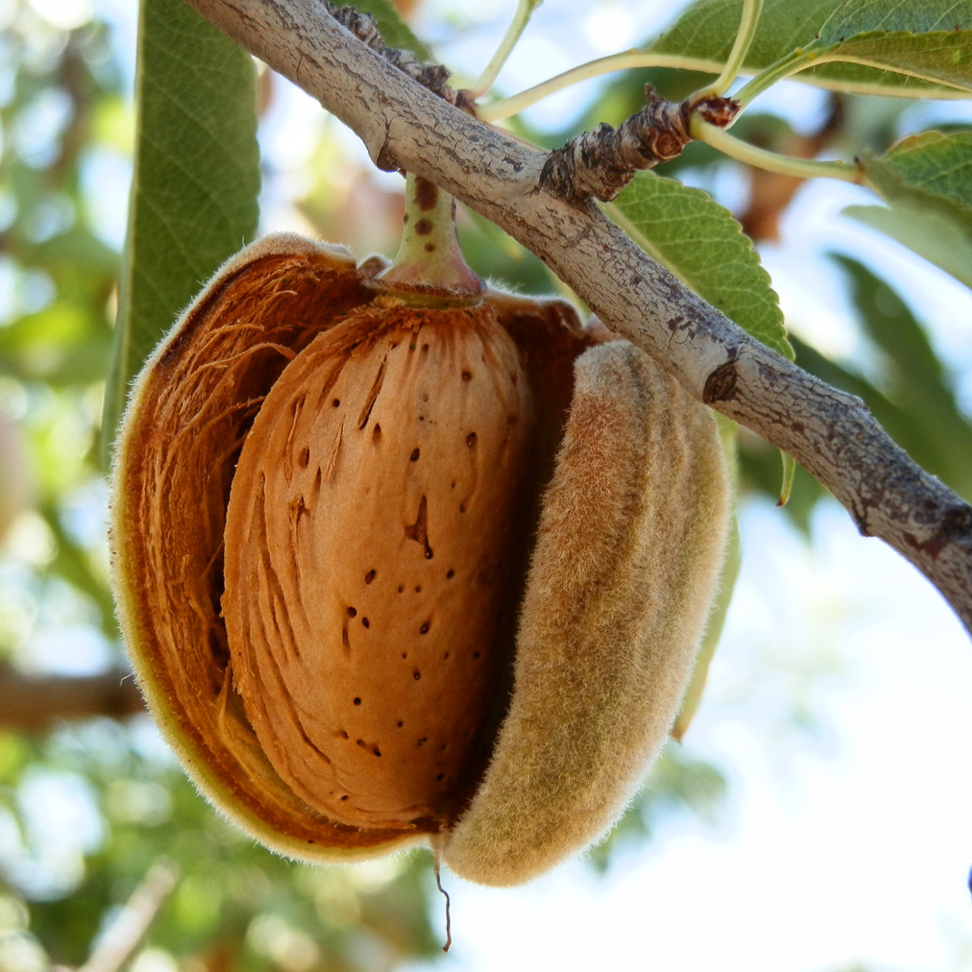 Organic Almond Oil Saucha