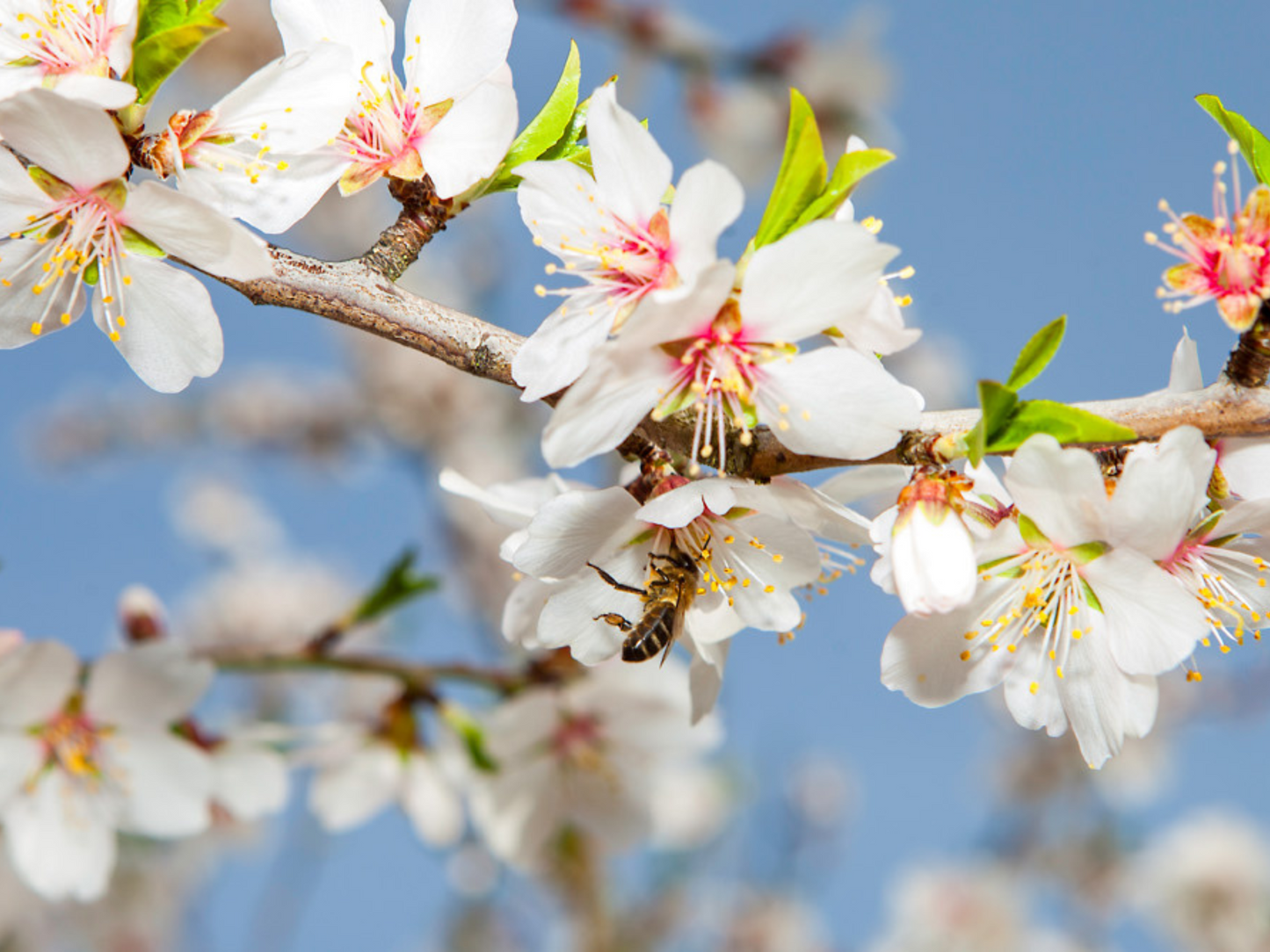 Organic Almond Oil Saucha