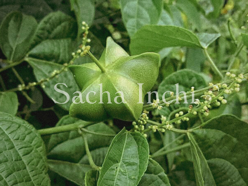 Sacha Inchi Key Ingredient Saucha