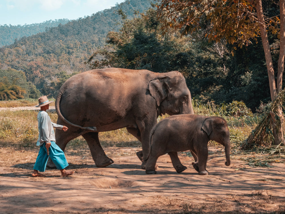 Chiang Rai Elephants | Saucha.co